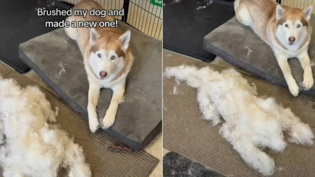 PawWell Pet Grooming Brush – Reduce Shedding in Minutes
