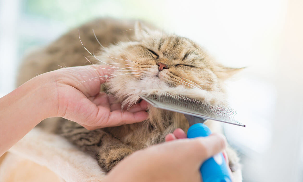PawWell Pet Grooming Brush – Reduce Shedding in Minutes
