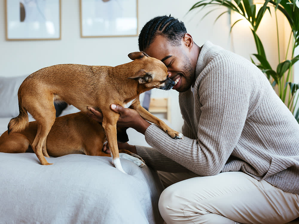 PawWell Pet Grooming Brush – Reduce Shedding in Minutes