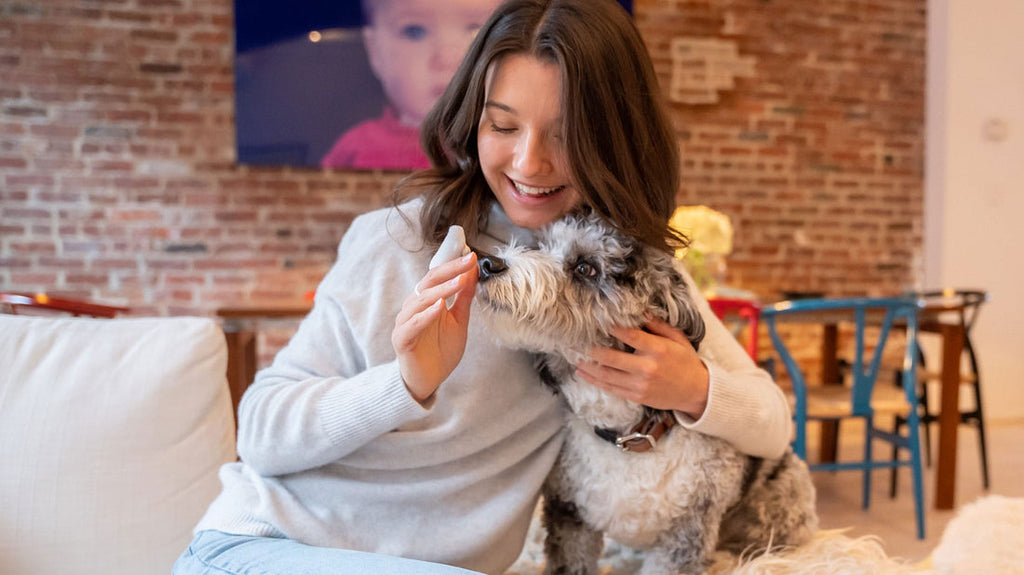 PawWell Pet Grooming Brush – Reduce Shedding in Minutes